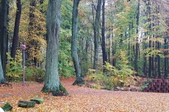 Der Parkplatz mit Blick in den Wald