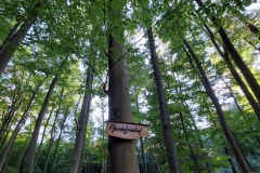 Spaziergang im Wald